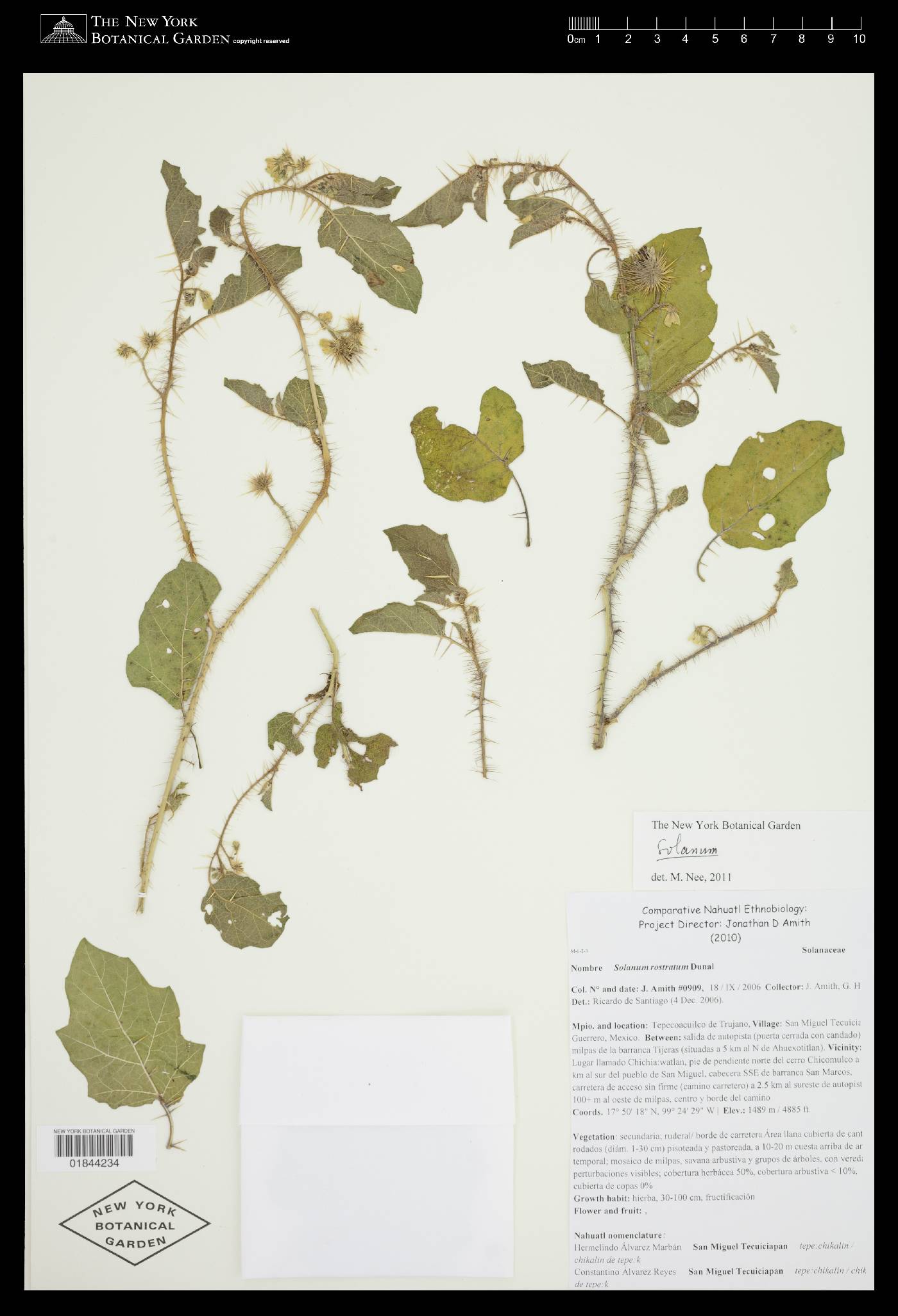 Solanum leucandrum image