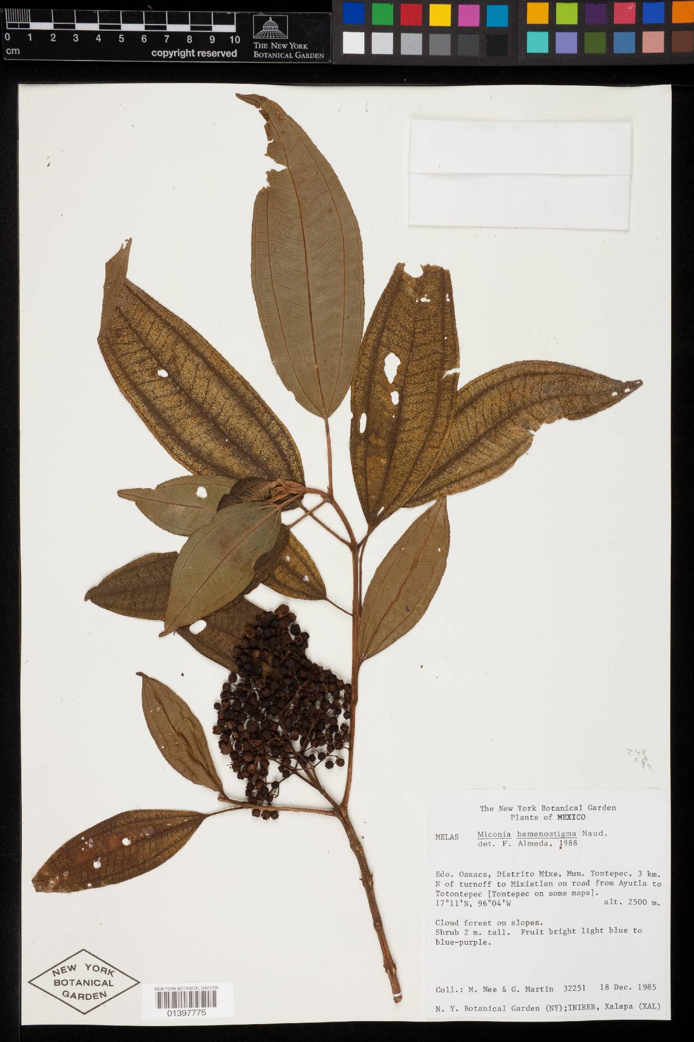 Miconia hemenostigma image