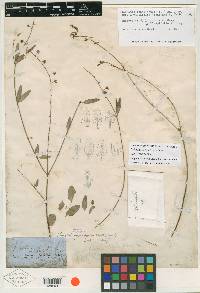 Galphimia angustifolia image