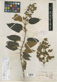 Buddleja tomentella image