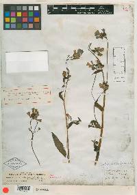 Image of Mertensia alaskana