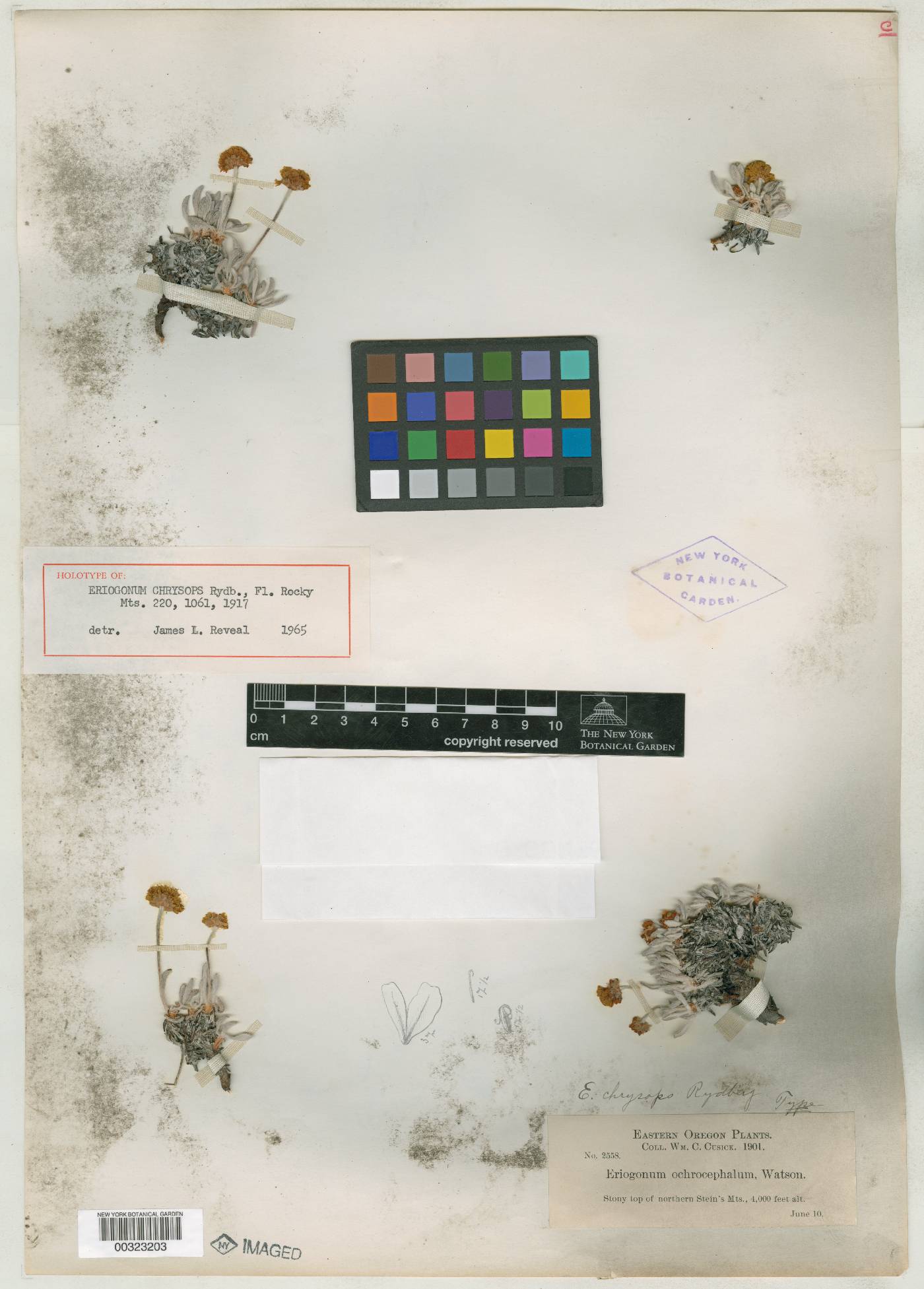 Eriogonum chrysops image