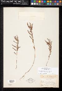 Chamaecrista nictitans var. leptadenia image