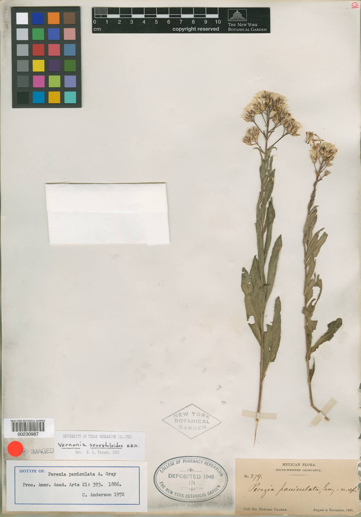 Perezia paniculata image