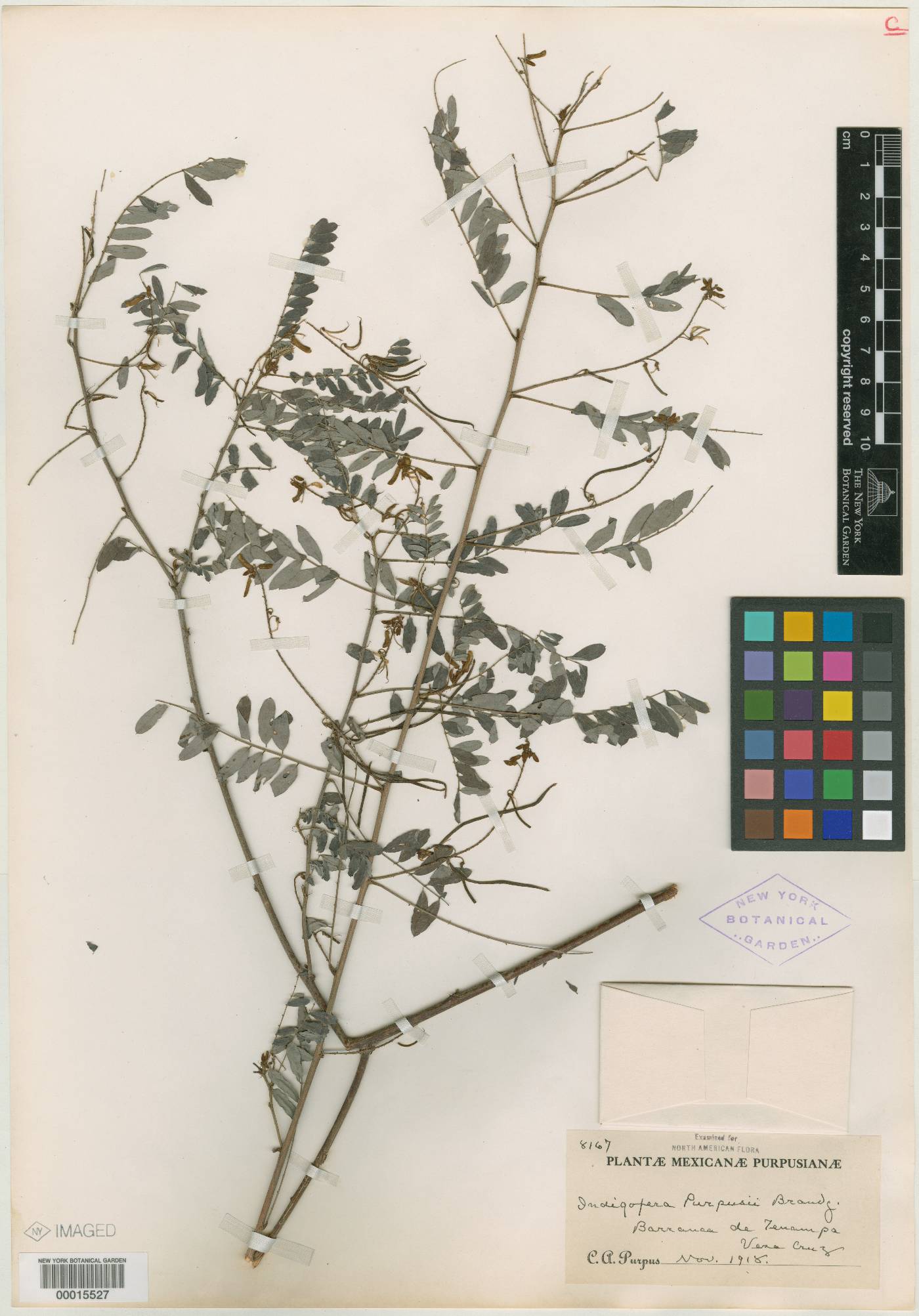 Indigofera purpusii image