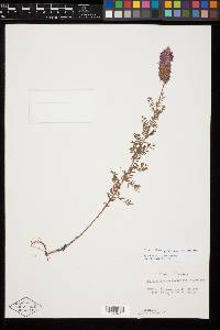 Dalea pinetorum var. pinetorum image