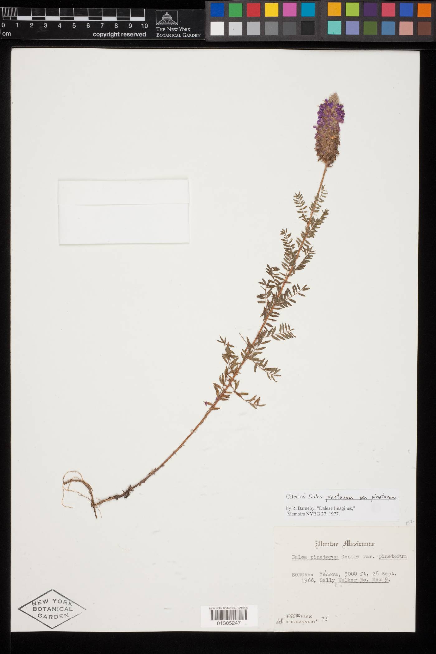 Dalea pinetorum var. pinetorum image