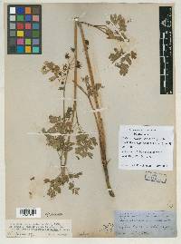 Thalictrum polycarpum image