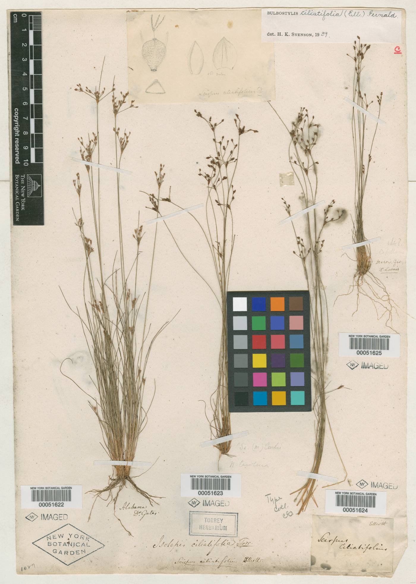 Scirpus ciliatifolius image