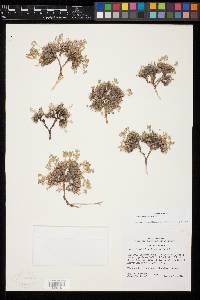 Draba densifolia image