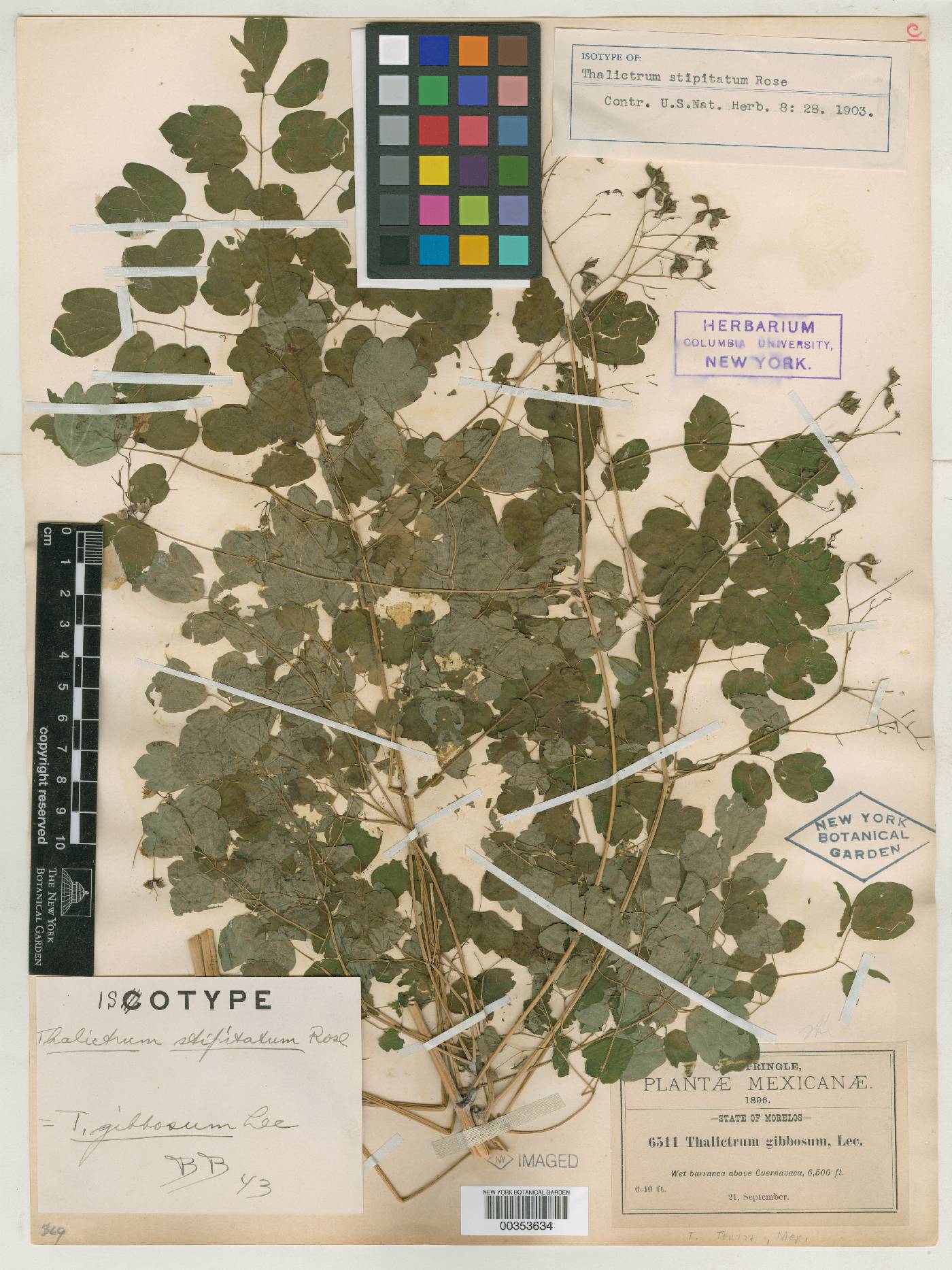 Thalictrum gibbosum image