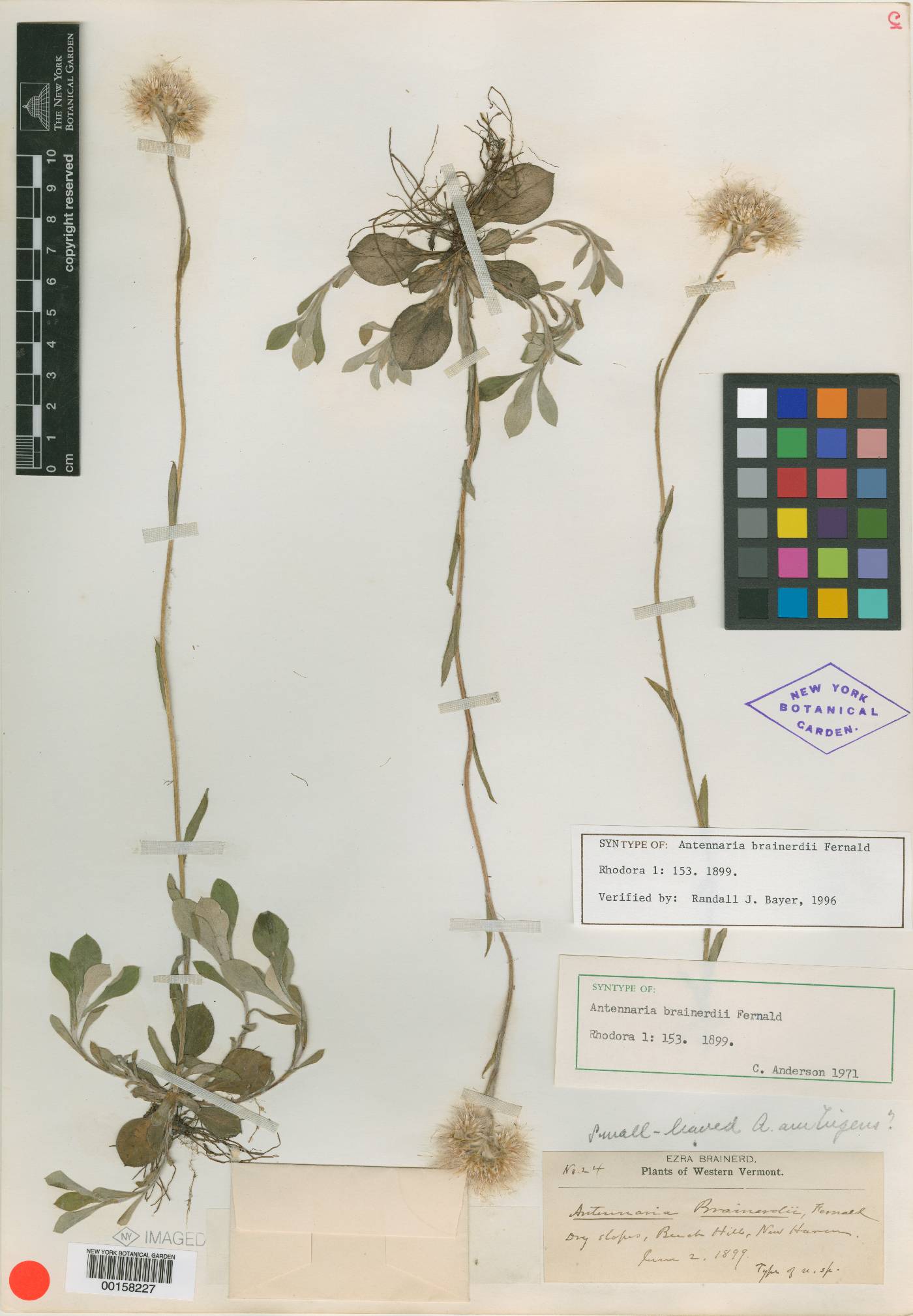Antennaria brainerdii image