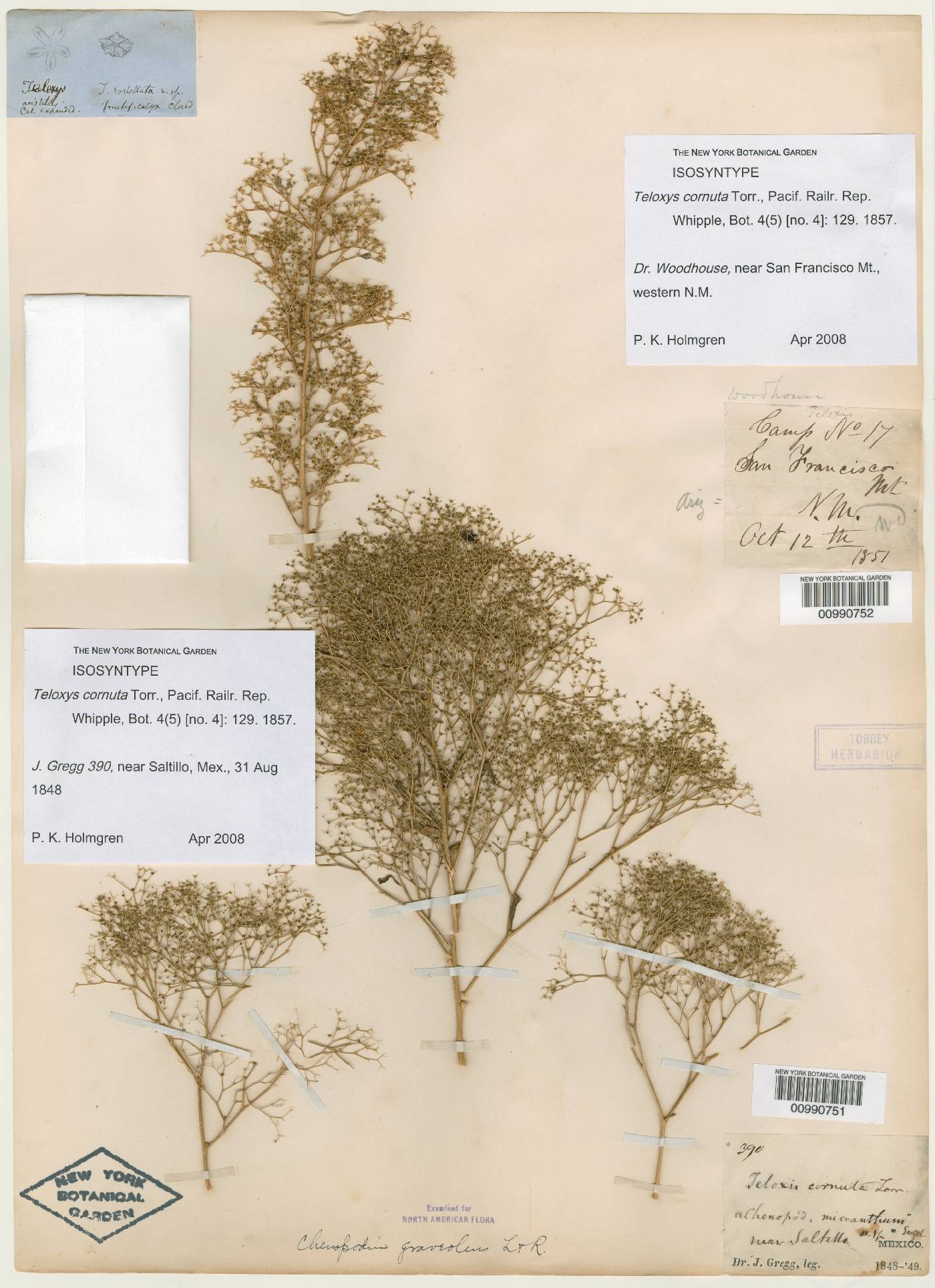 Teloxys cornuta image