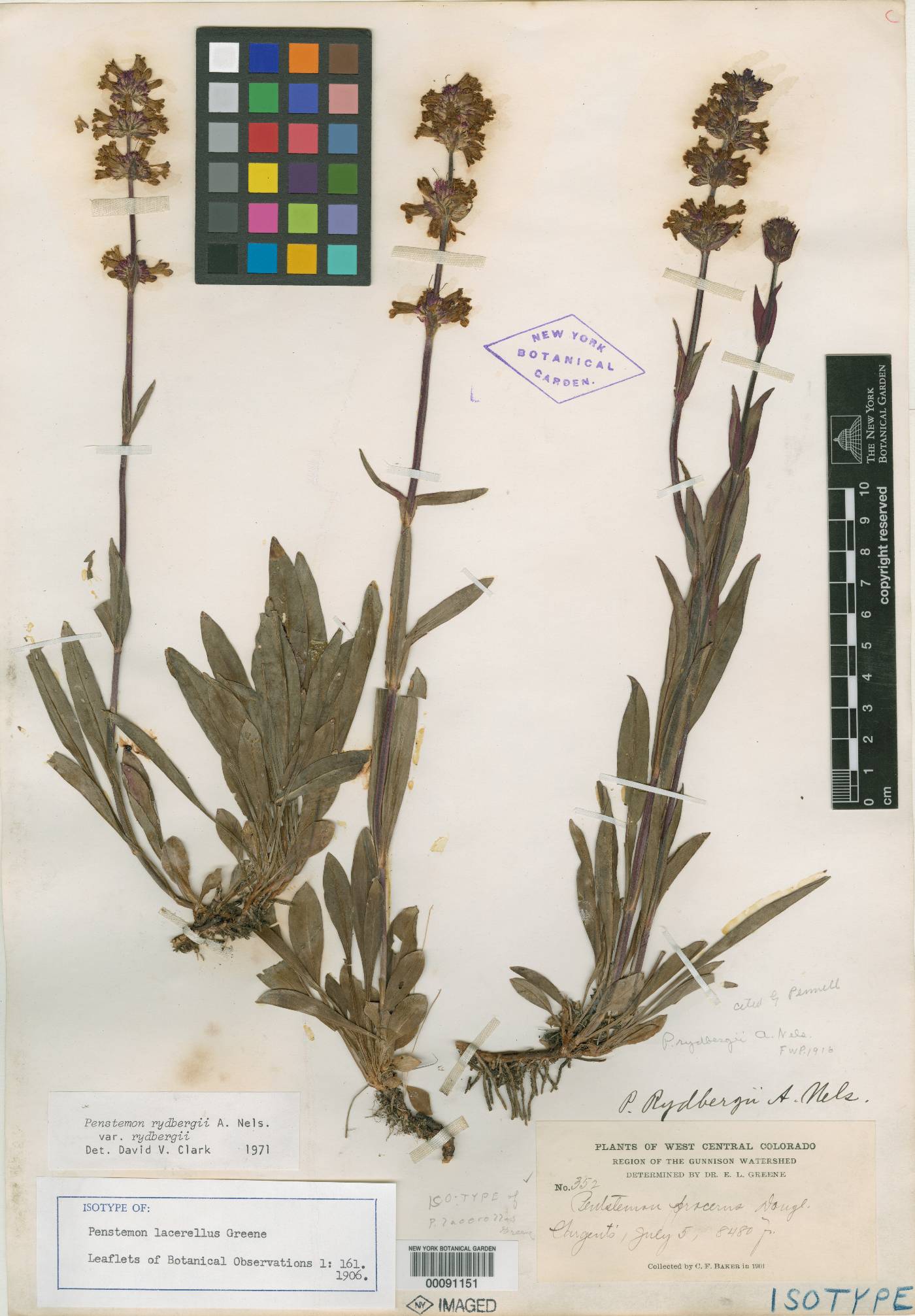 Penstemon lacerellus image