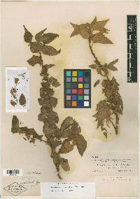 Acalypha umbrosa image