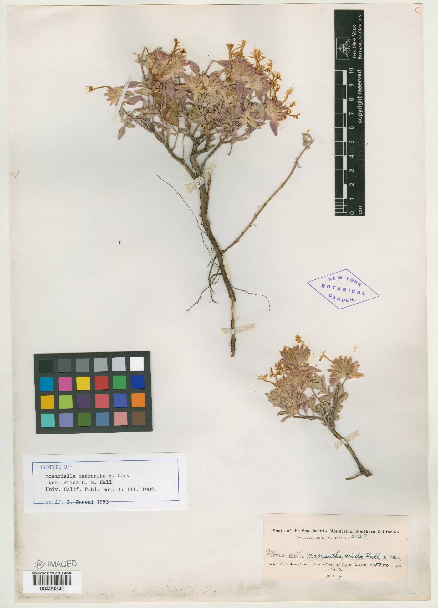 Monardella macrantha var. arida image