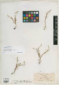 Allocarya nigra image