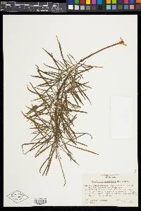 Brunfelsia densifolia image