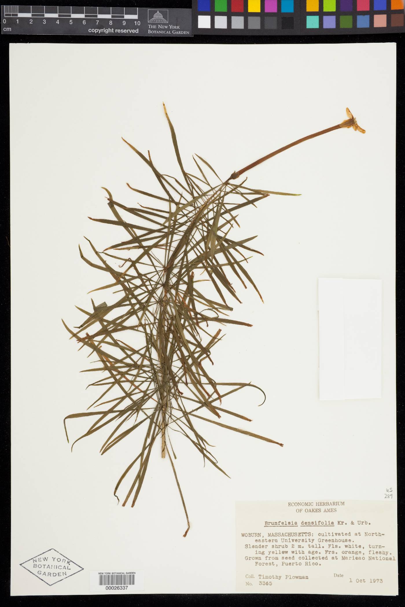 Brunfelsia densifolia image