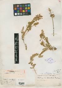 Astragalus simulans image