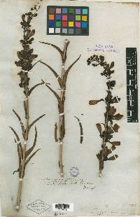 Penstemon speciosus image
