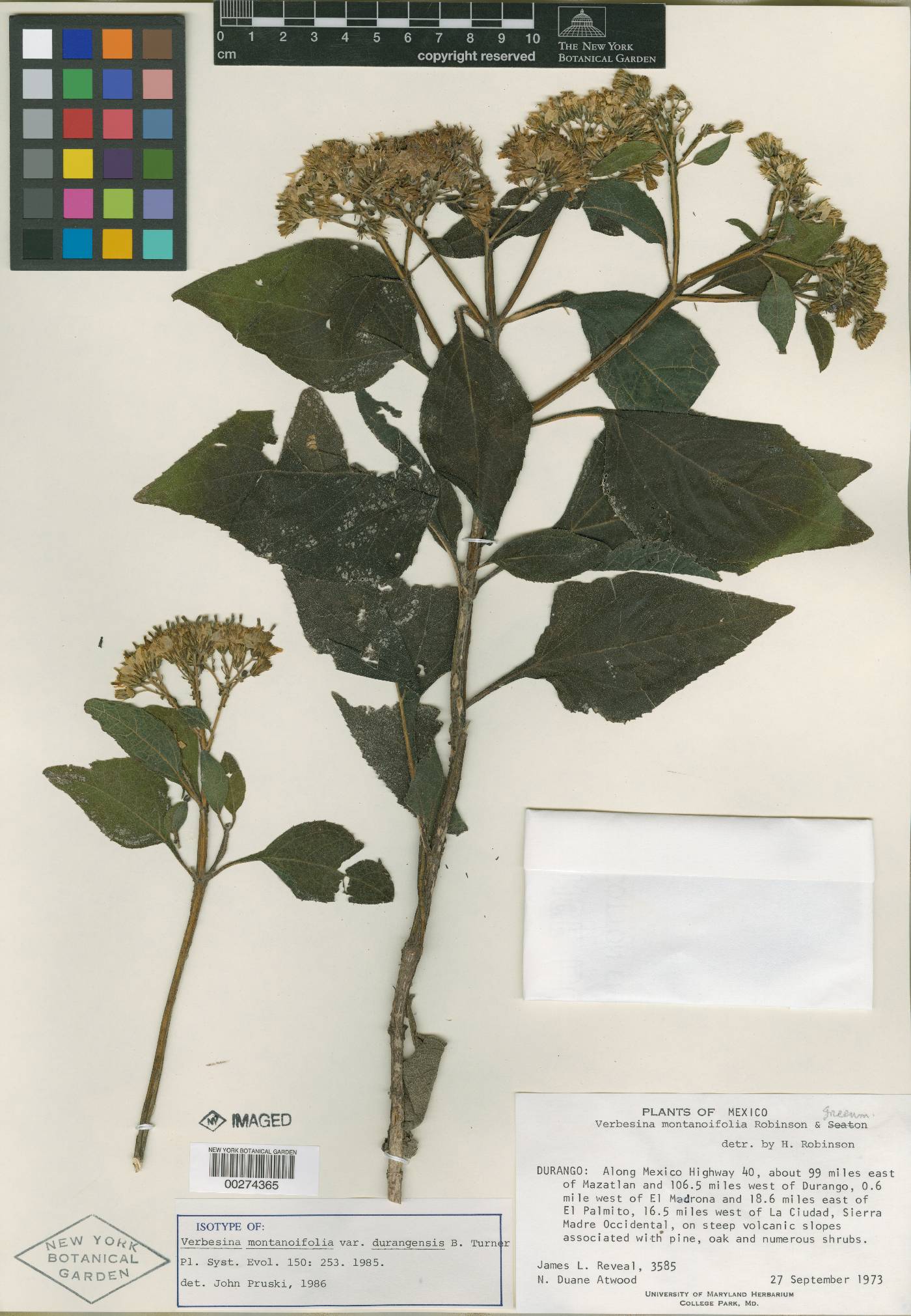 Verbesina montanoifolia image