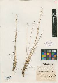 Eleocharis tuberculosa var. pubnicoensis image