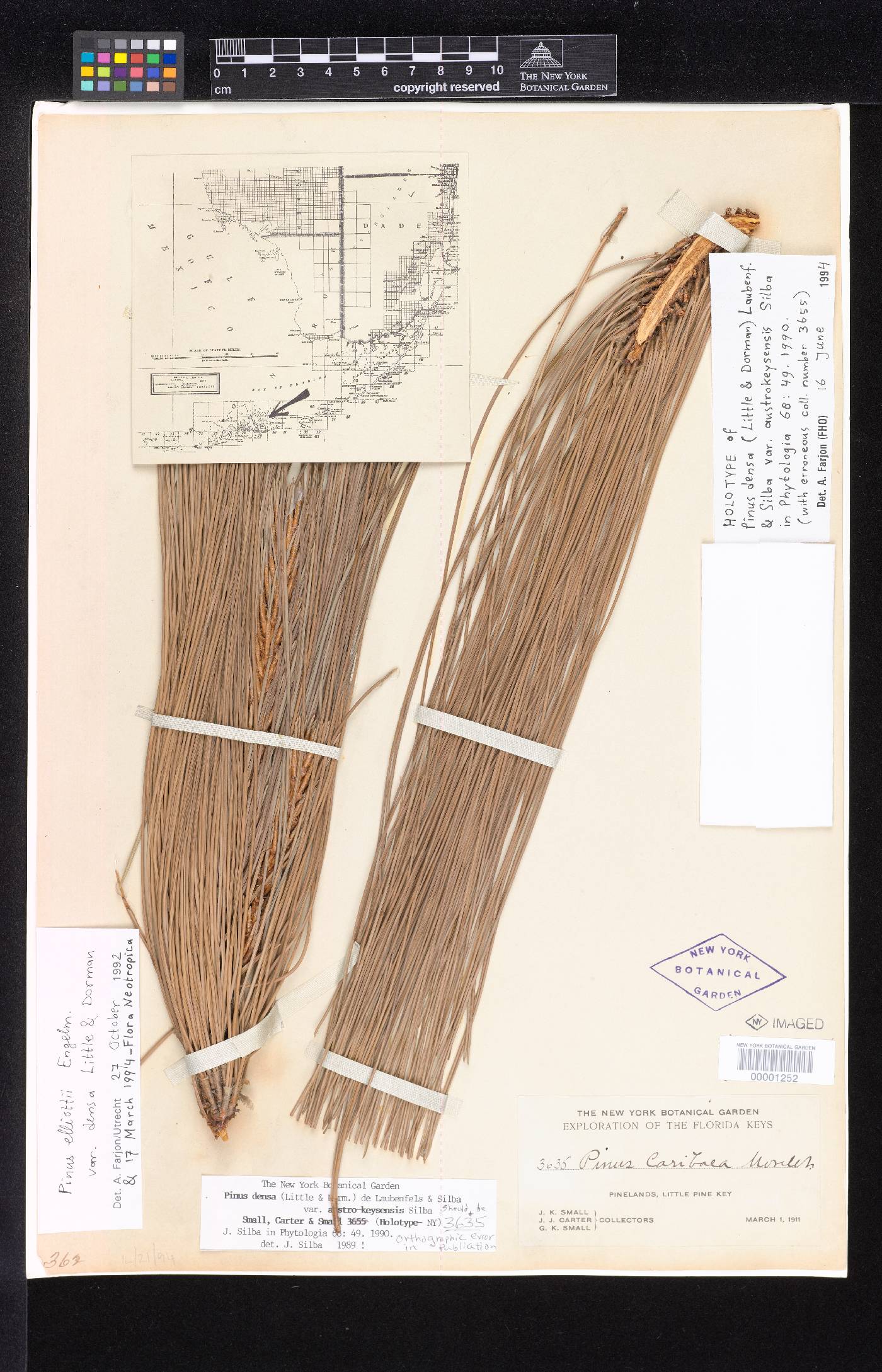 Pinus densa var. austrokeyensis image