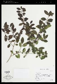 Ilex vomitoria image