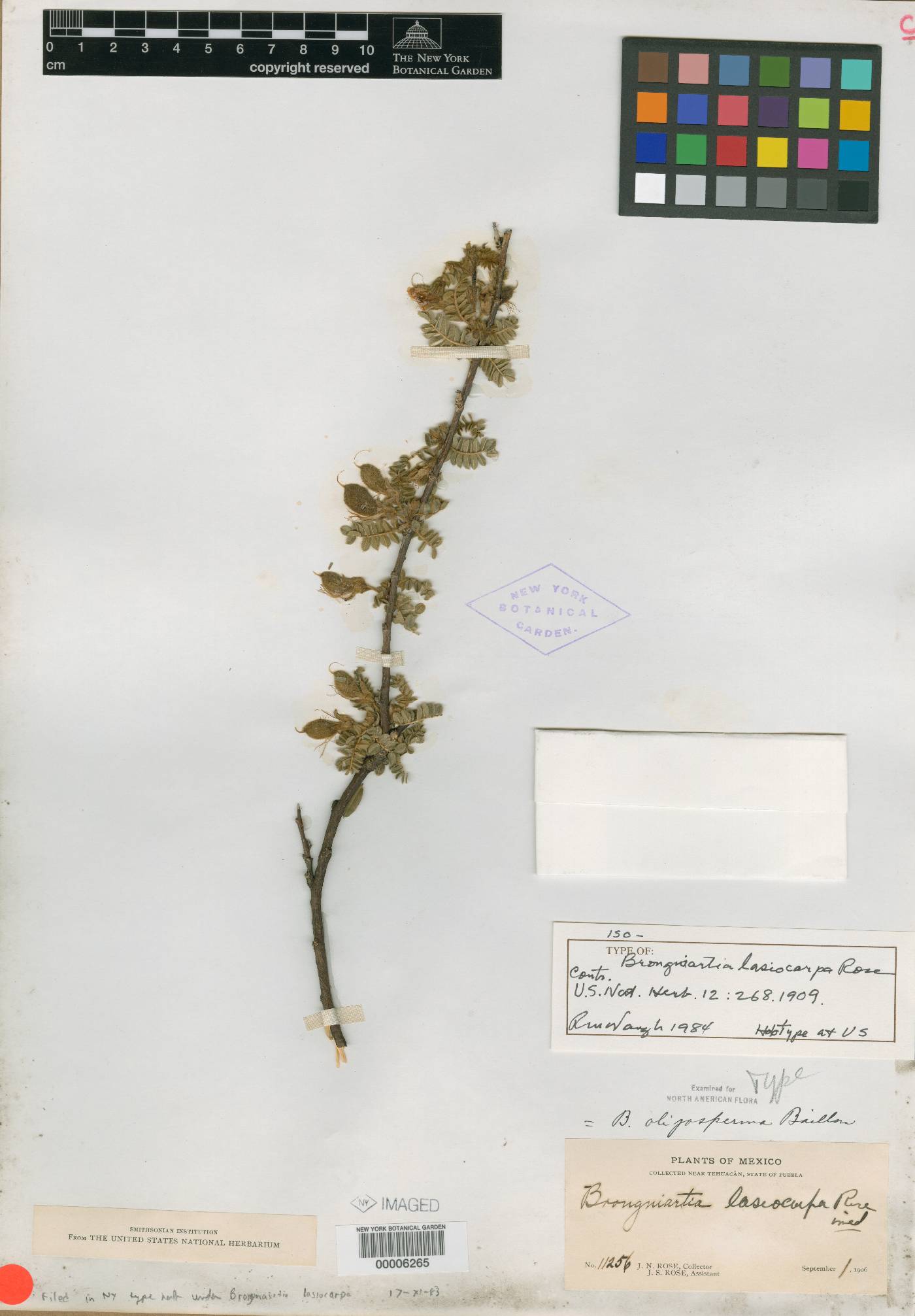 Brongniartia oligosperma image