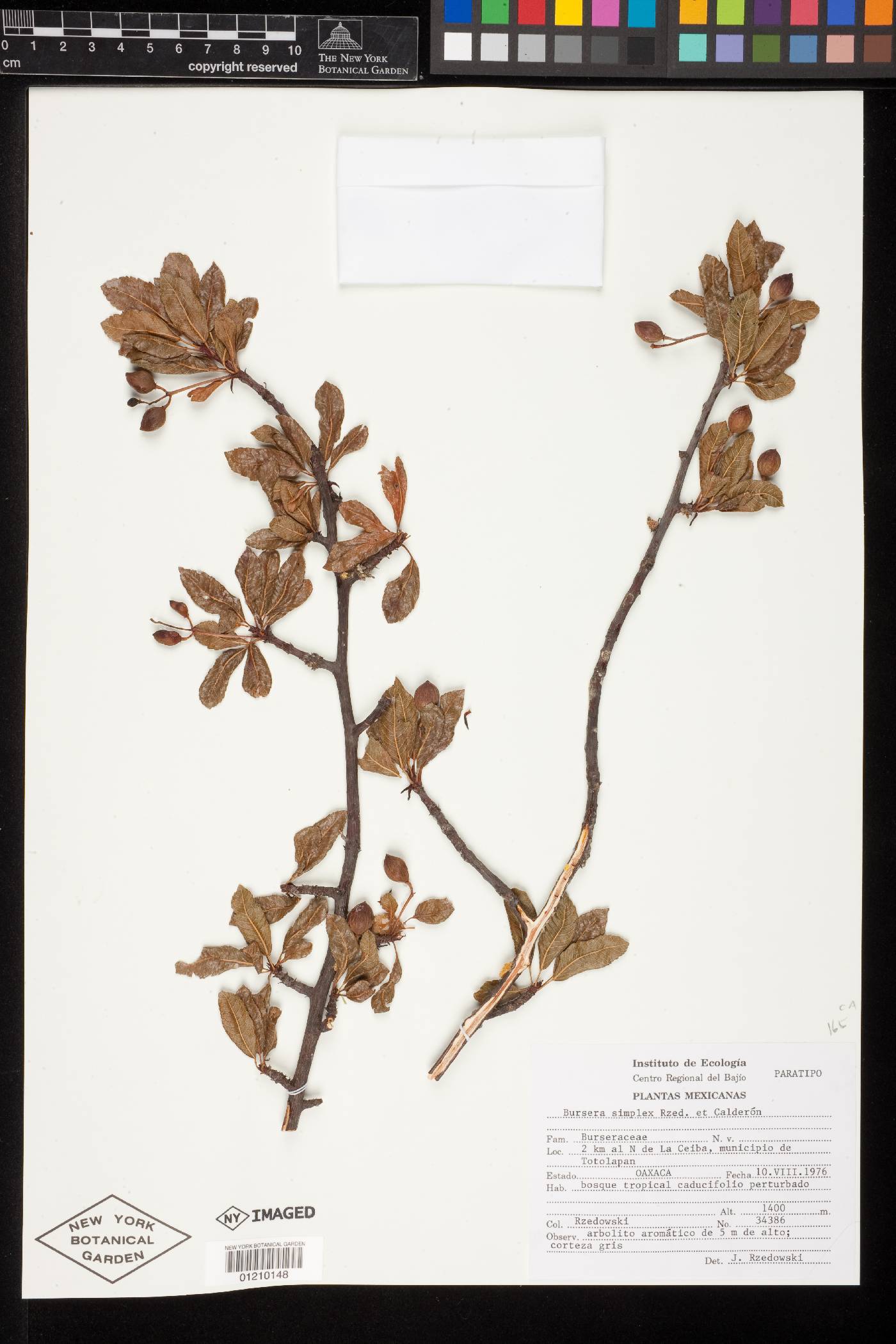 Bursera simplex image