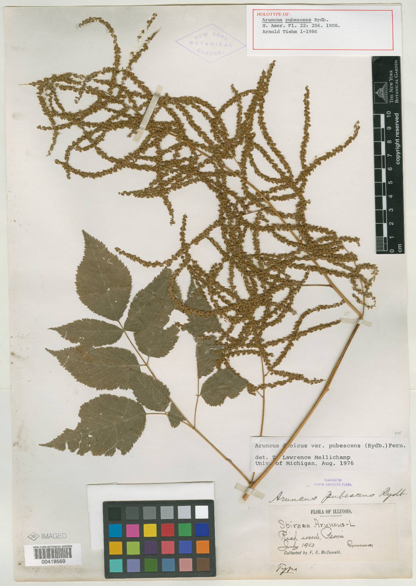 Aruncus pubescens image