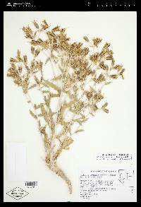 Mentzelia inyoensis image