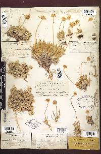 Tetraneuris acaulis var. acaulis image