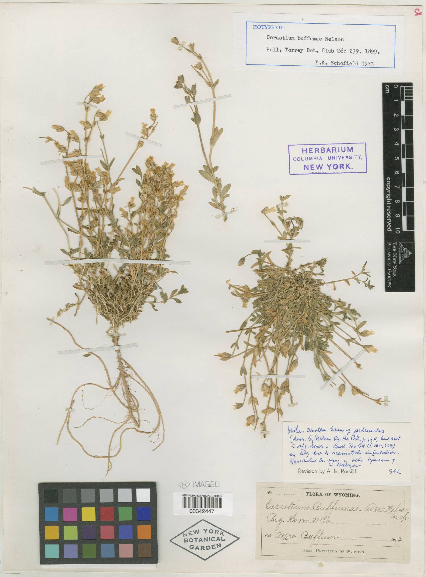 Cerastium beeringianum subsp. beeringianum image