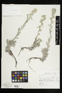 Cryptantha interrupta image