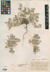 Astragalus purshii var. lagopinus image
