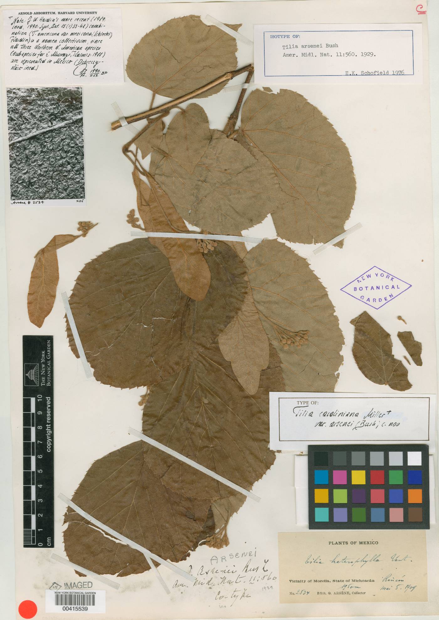 Tilia americana var. mexicana image