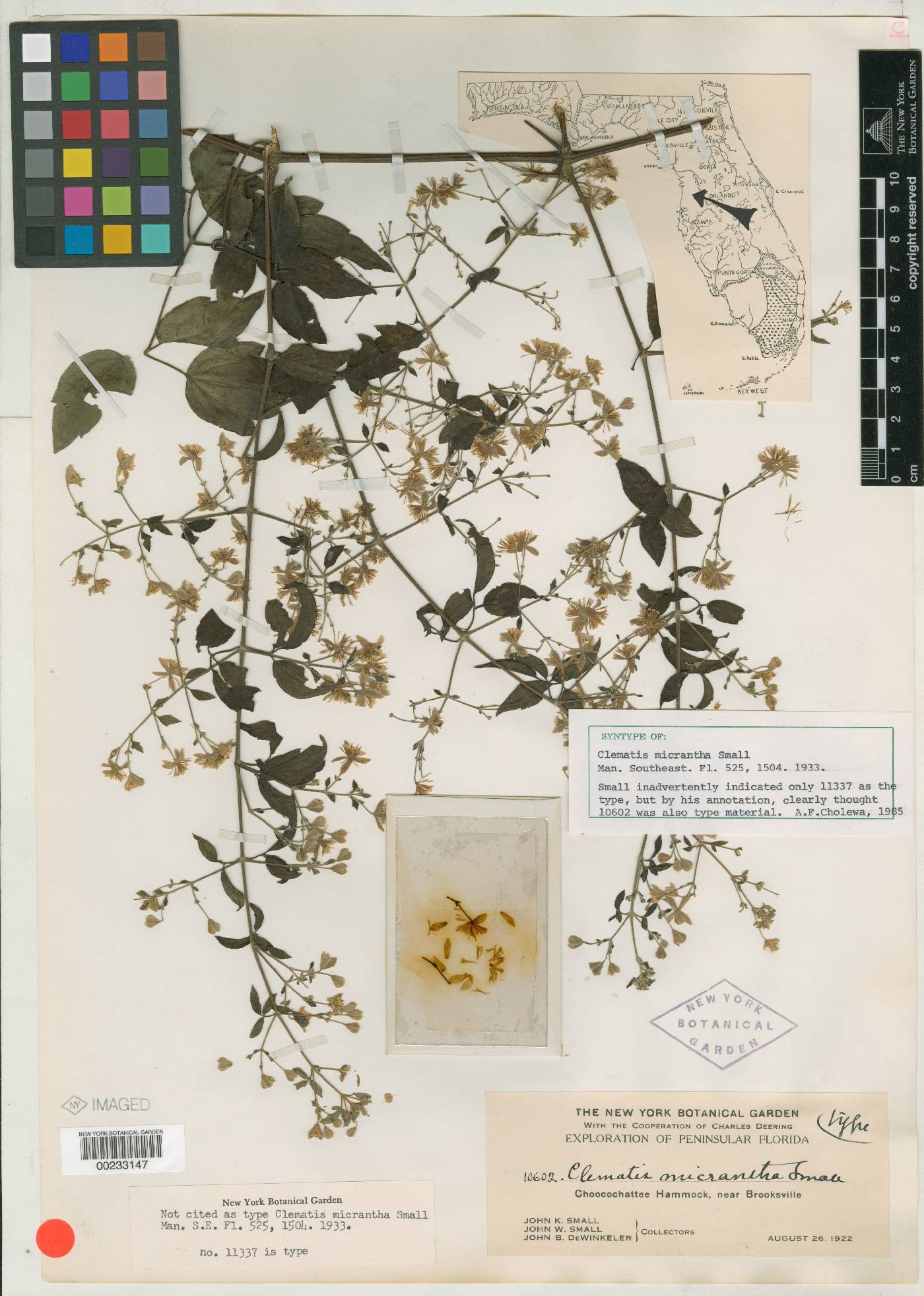 Clematis micrantha image