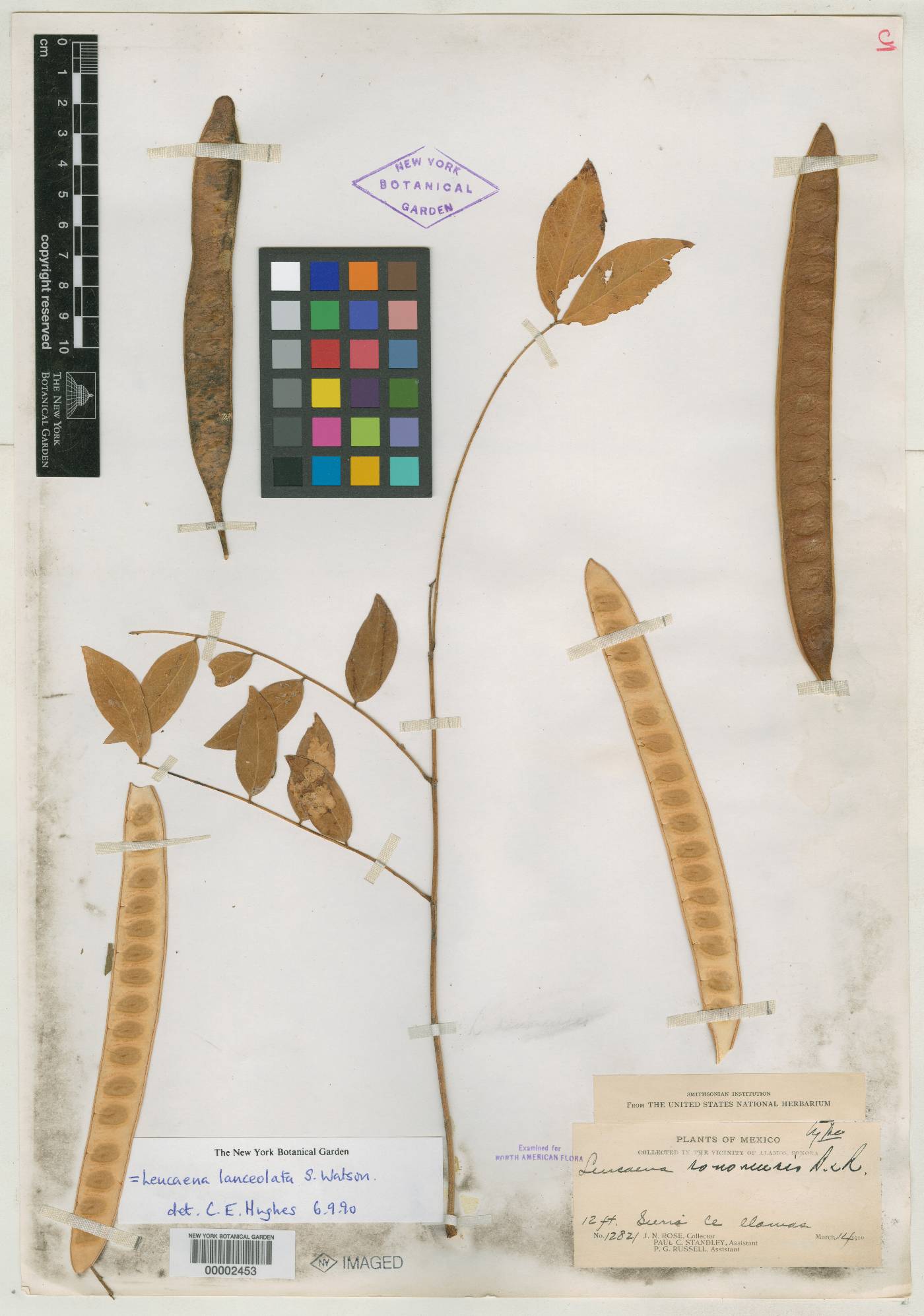 Leucaena lanceolata image