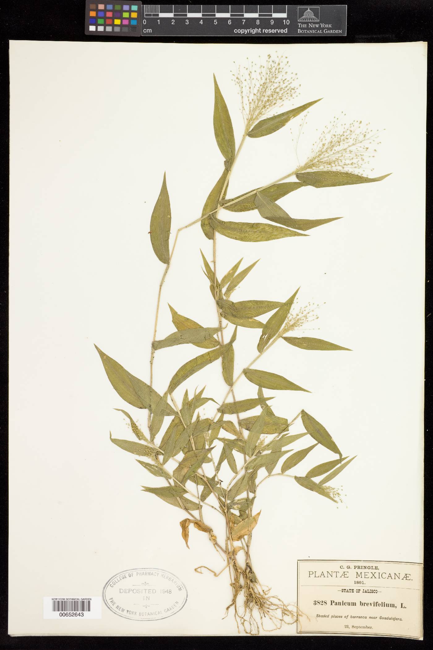 Panicum brevifolium image