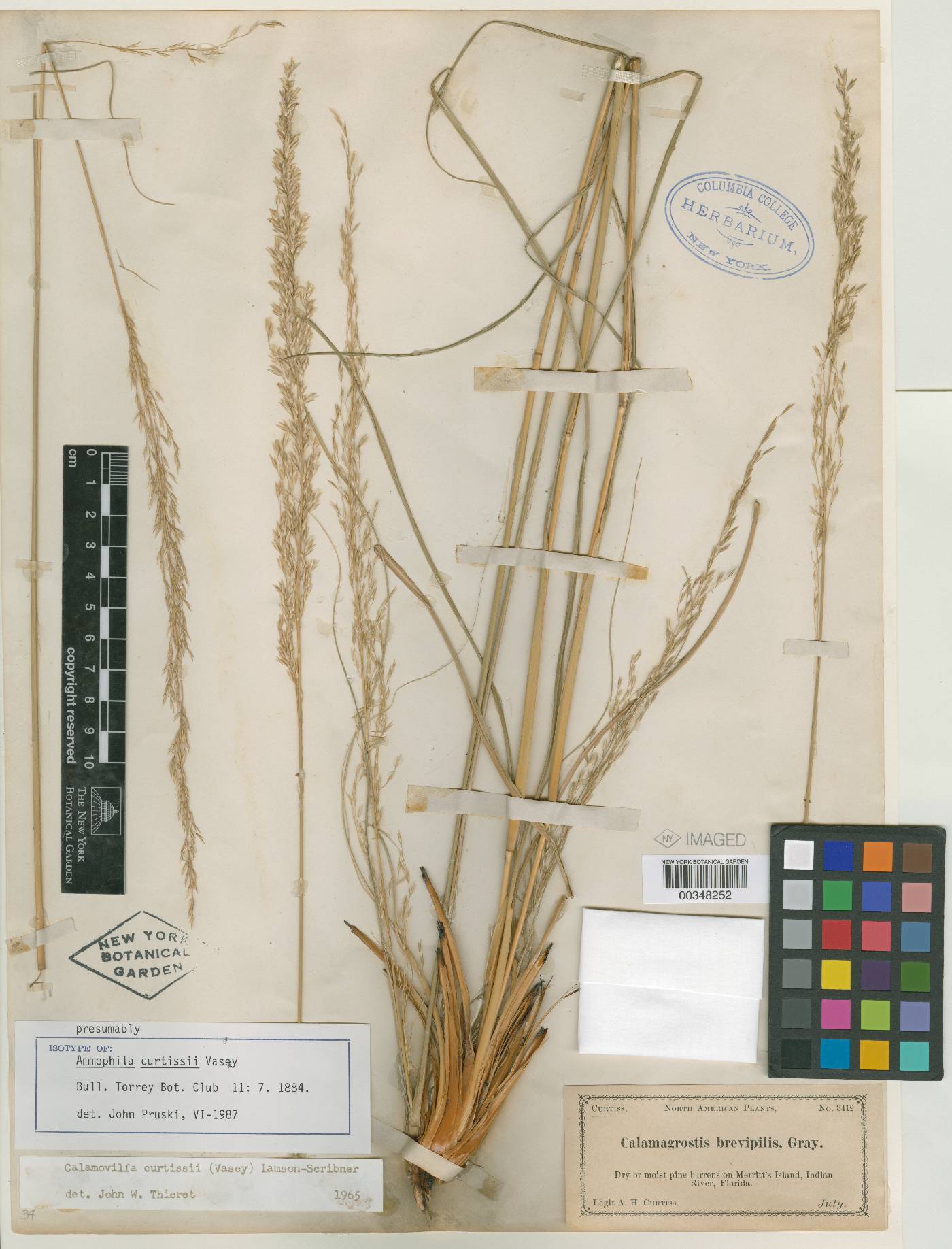 Calamovilfa curtissii image