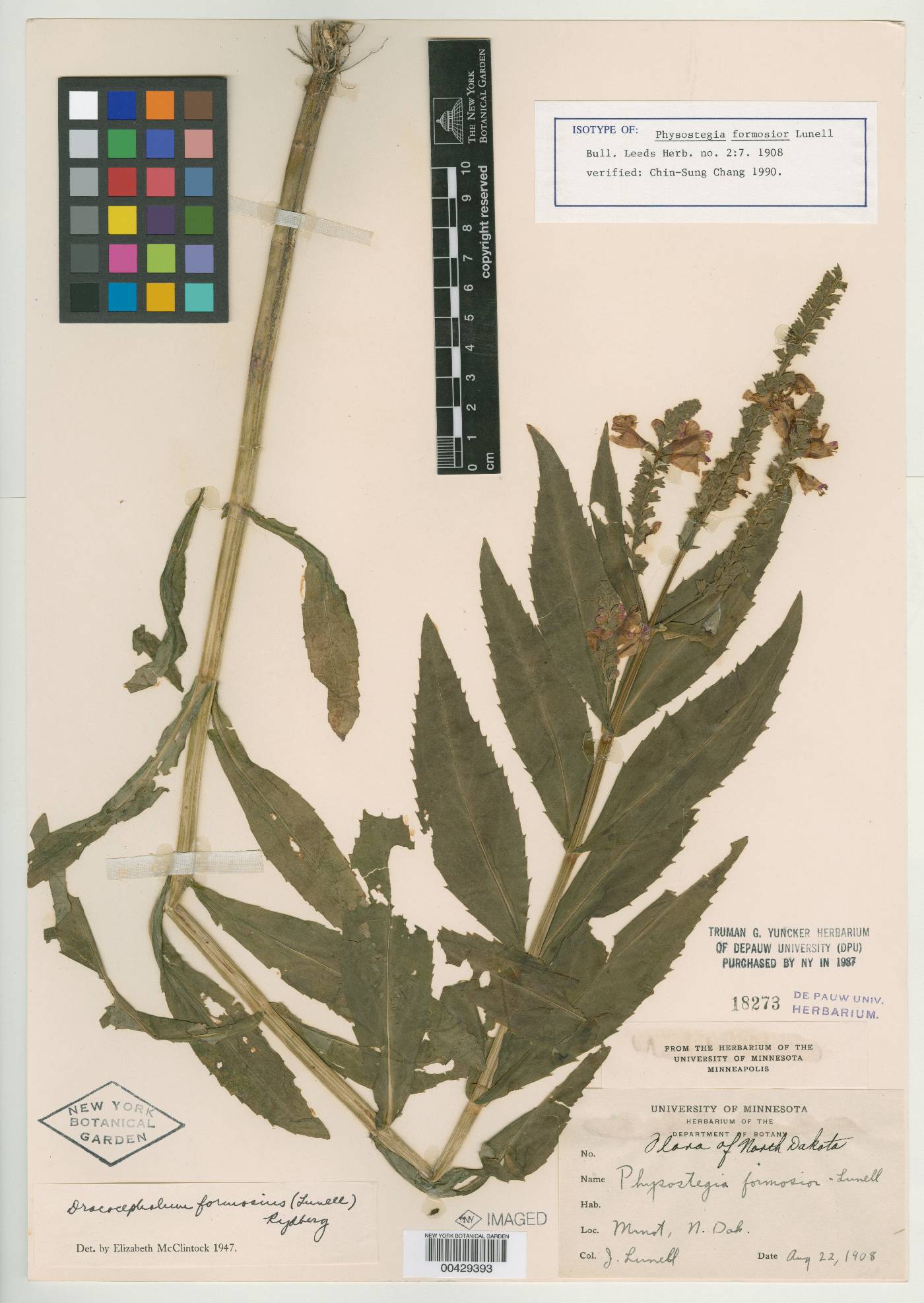 Physostegia formosior image