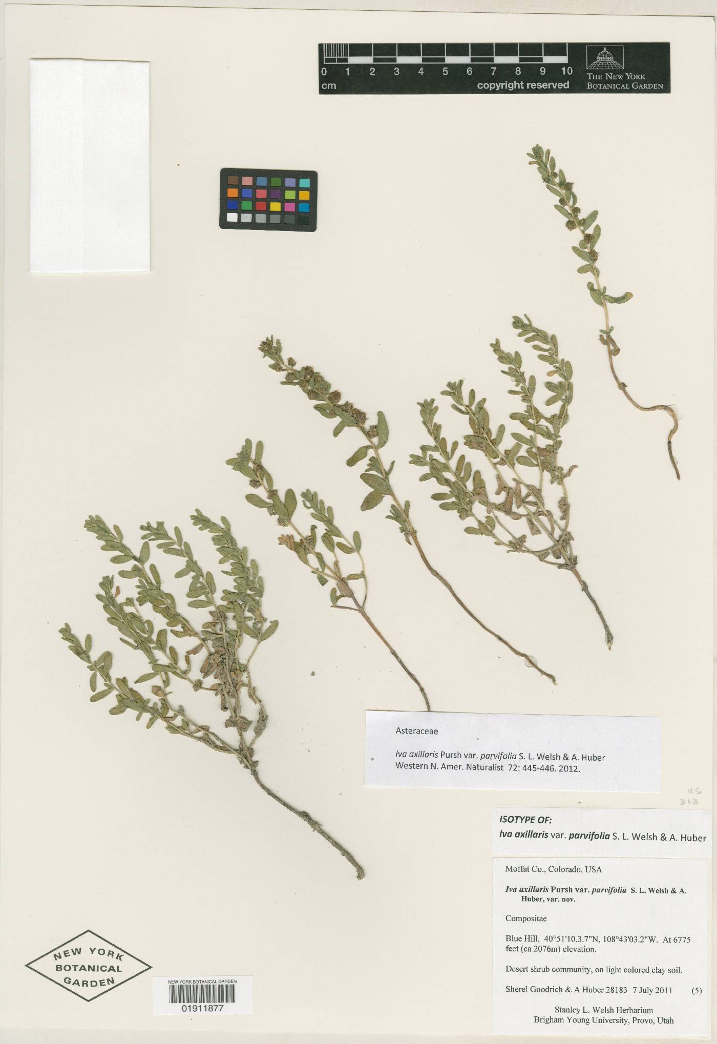 Iva axillaris var. parvifolia image