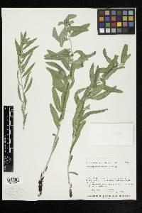 Lithospermum ruderale image