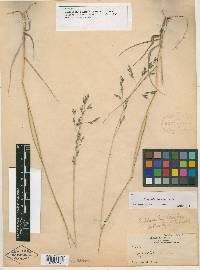 Eragrostis plumbea image