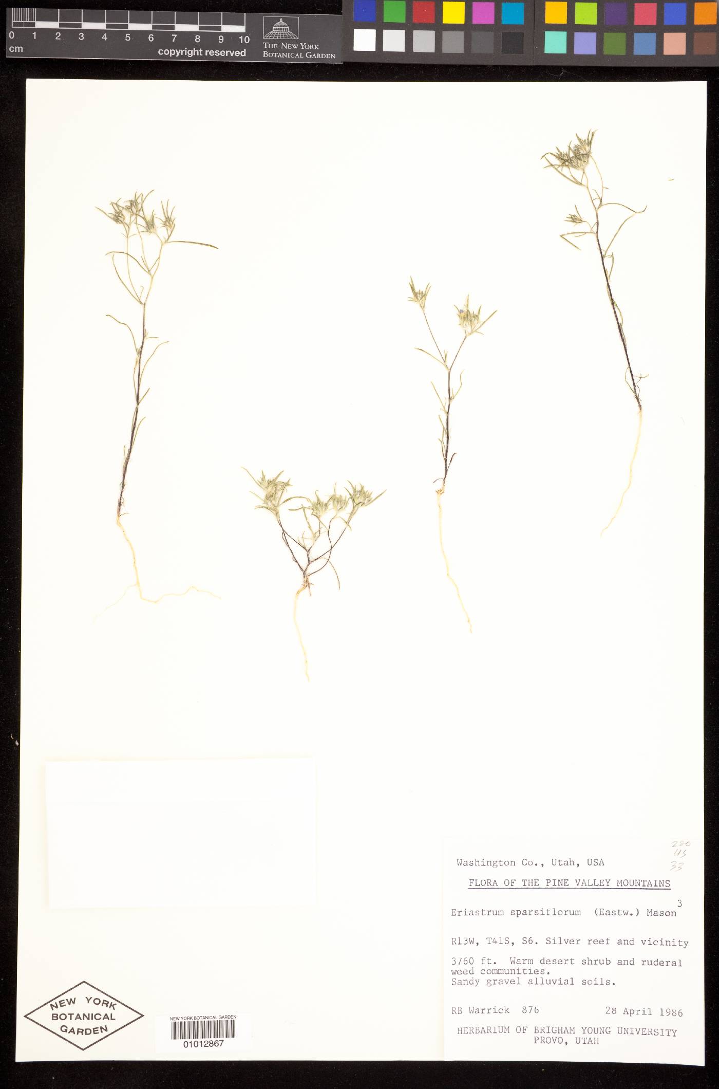 Eriastrum sparsiflorum image