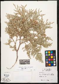 Thuja occidentalis image