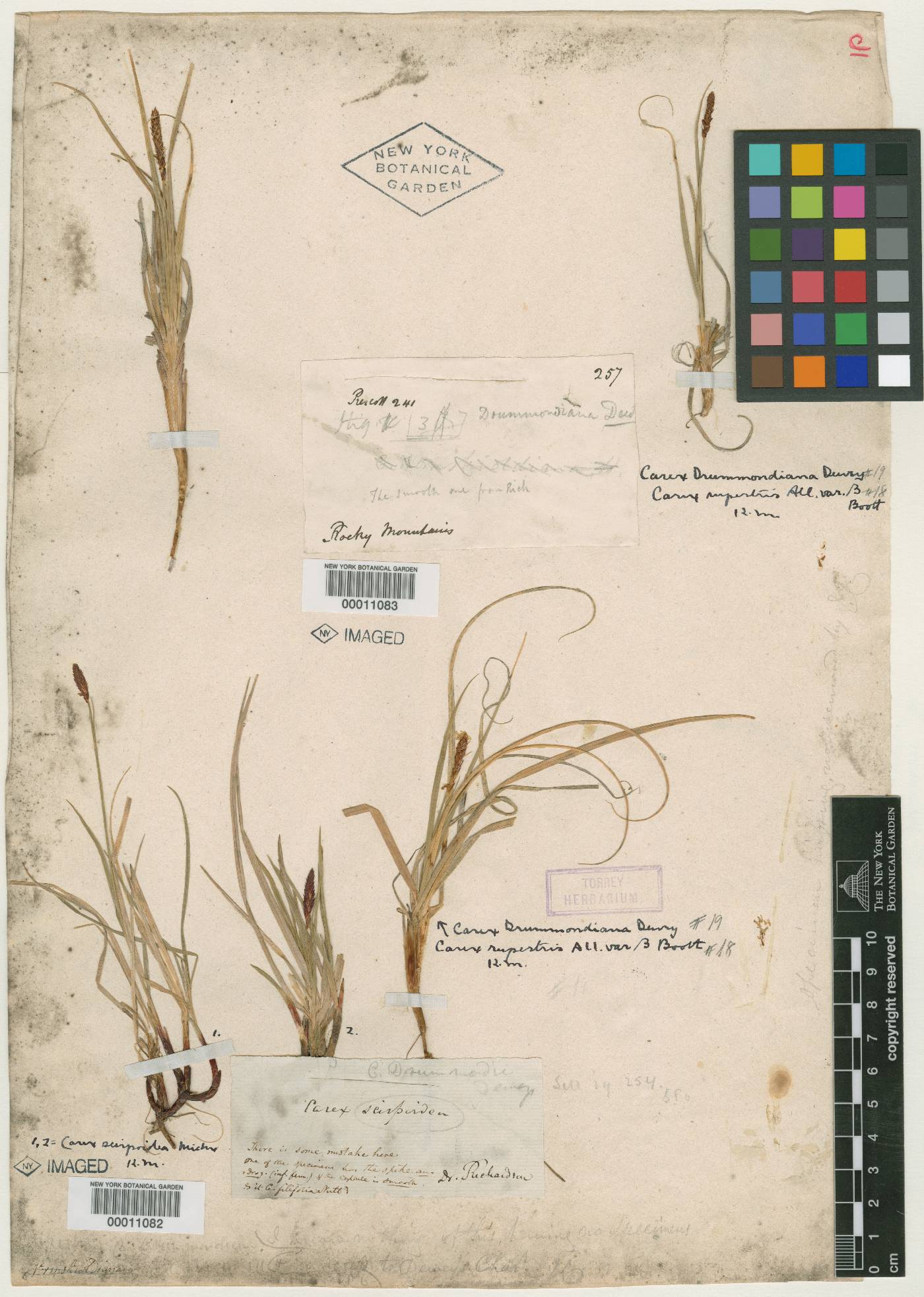 Carex drummondiana image