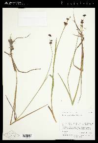 Juncus ensifolius var. ensifolius image